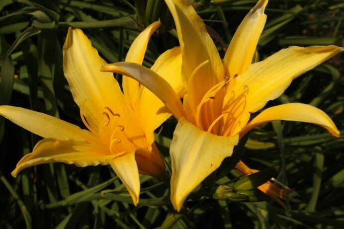 Hemerocallis Sun Spokes