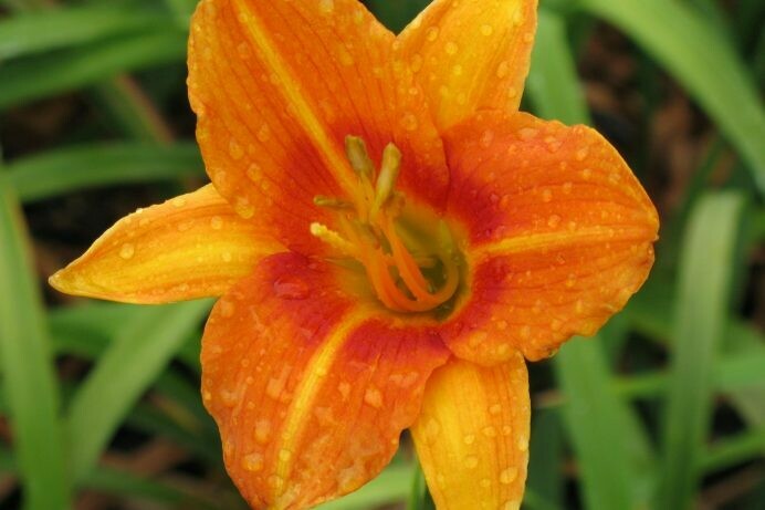 Hemerocallis Tropicana Tall