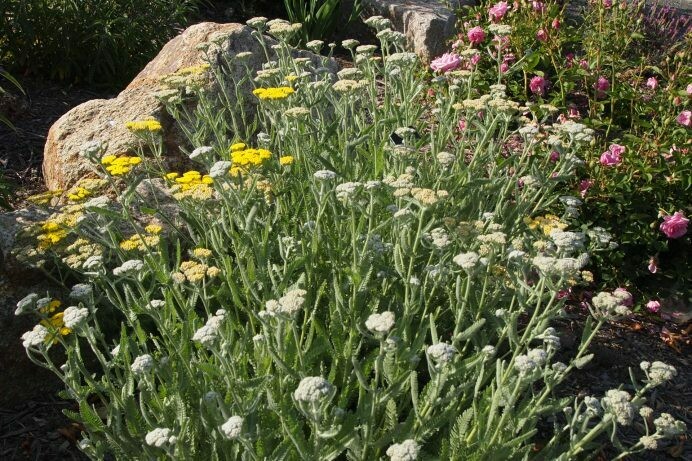 Achillea sp. ‘Yarrow’