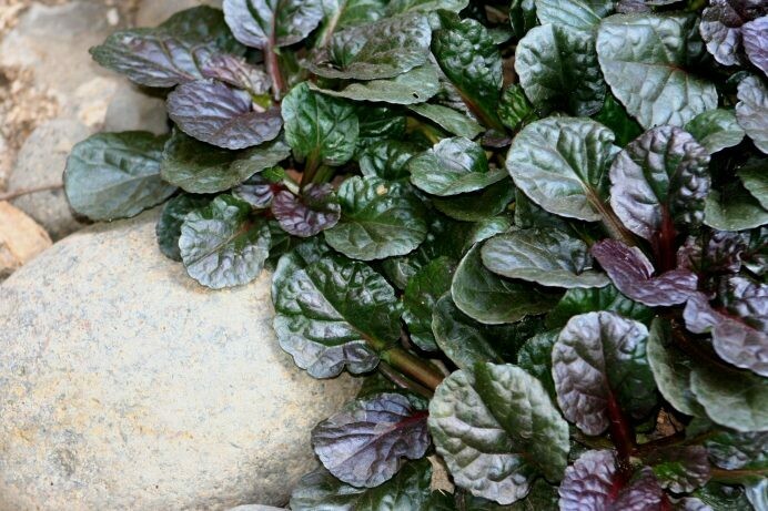 Ajuga reptans ‘Black Scallop’