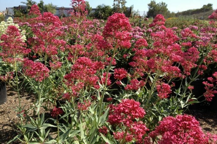 Centranthus ruber