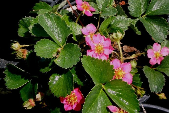 Fragaria Ornamental Strawberry
