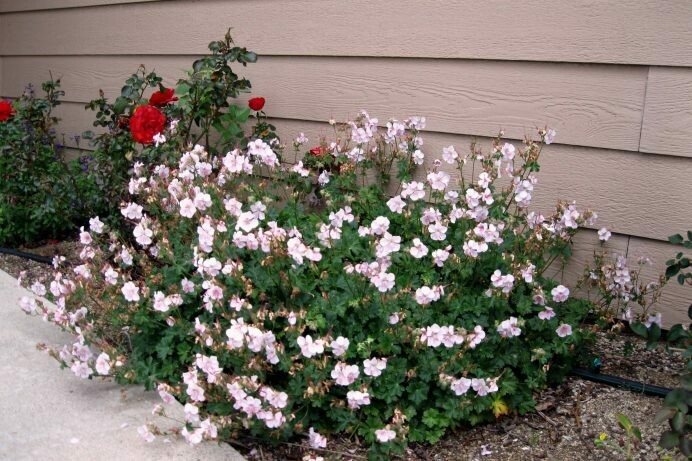 Geranium cantabridgensis ‘Biokovo’