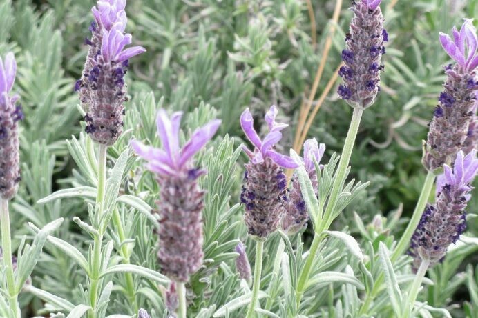 Lavandula Goodwin Creek