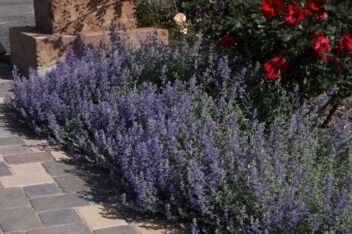 Nepeta cataria