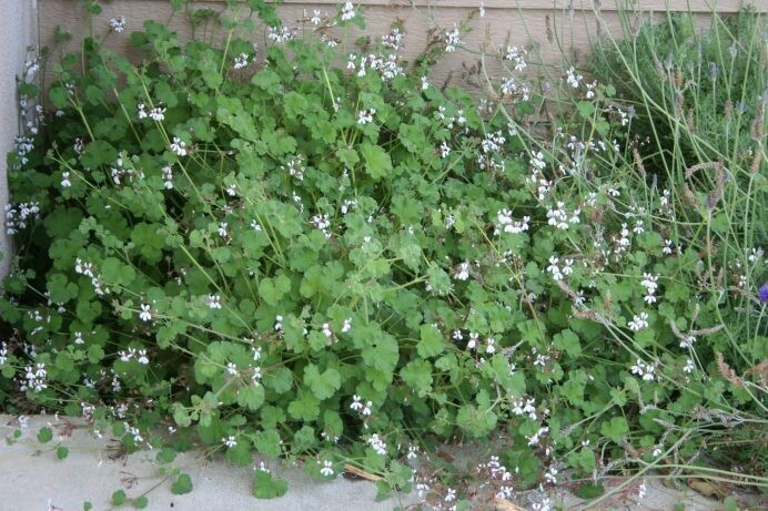 Pelargonium fragrans