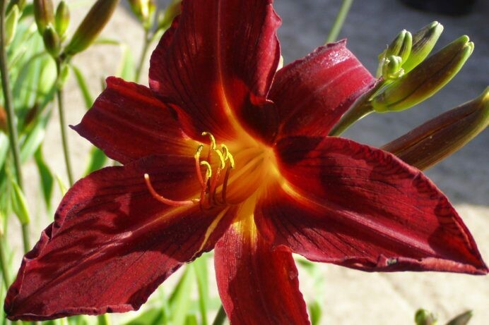 Hemerocallis Black Suave