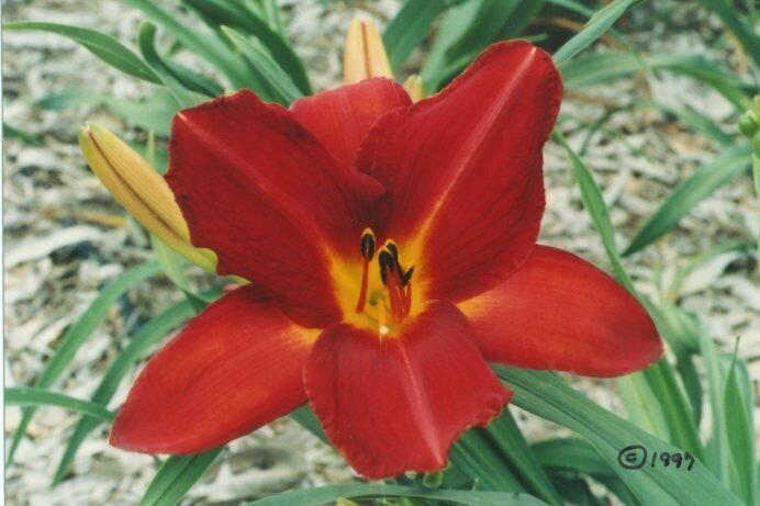 Hemerocallis Hot Lips
