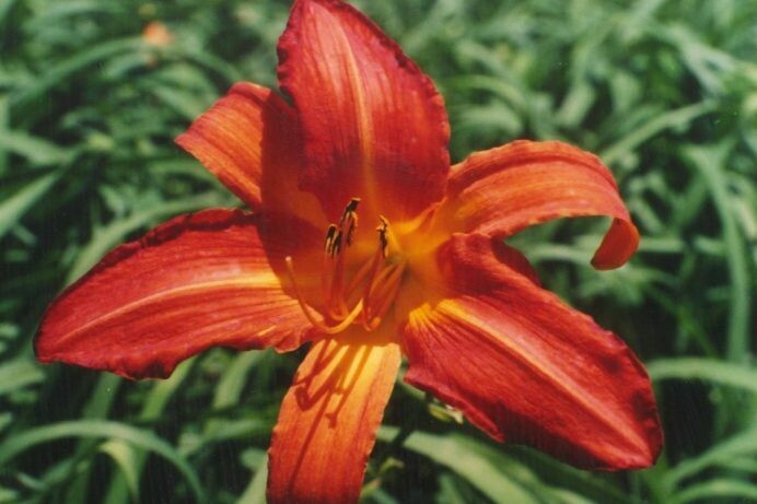 Hemerocallis Huge Hot Red