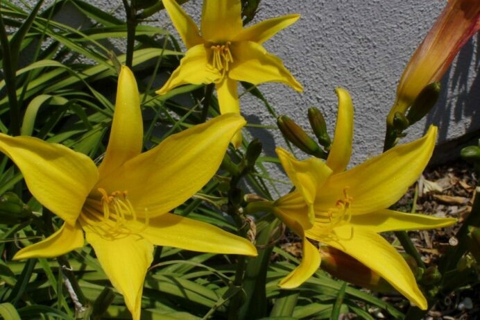 Hemerocallis Lemon Spokes