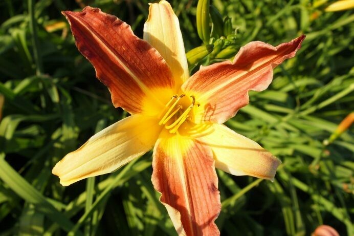 Hemerocallis Petal Pusher
