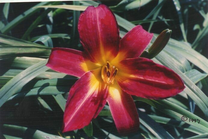 Hemerocallis Red Apple