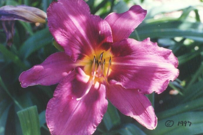 Hemerocallis Russian Rhapsody