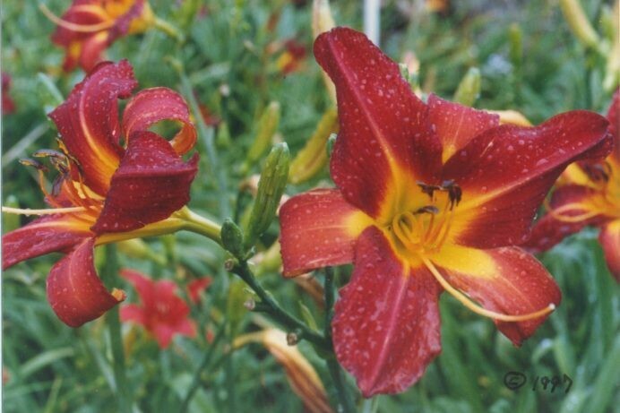 Hemerocallis Velvet Red