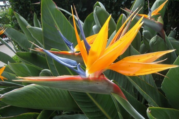 Strelitzia reginae