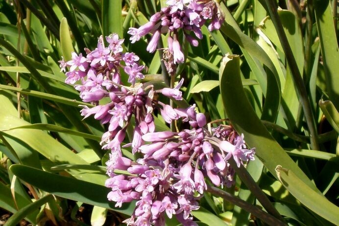 Tulbaghia fragrans