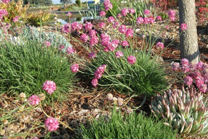 Armeria sp.