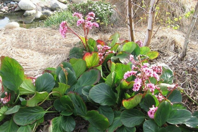 Bergenia crassifolia Compacta Dwarf