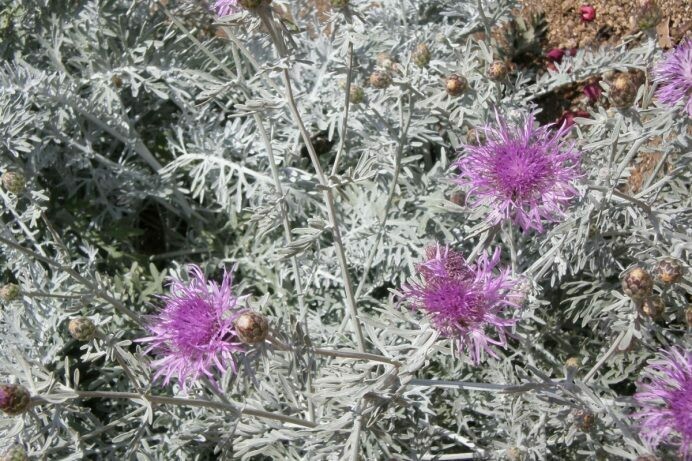 Centaurea gymnocarpa ‘Purple Bush Dusty Miller’