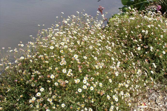 Erigeron karvinskianus Santa Barbara Daisy