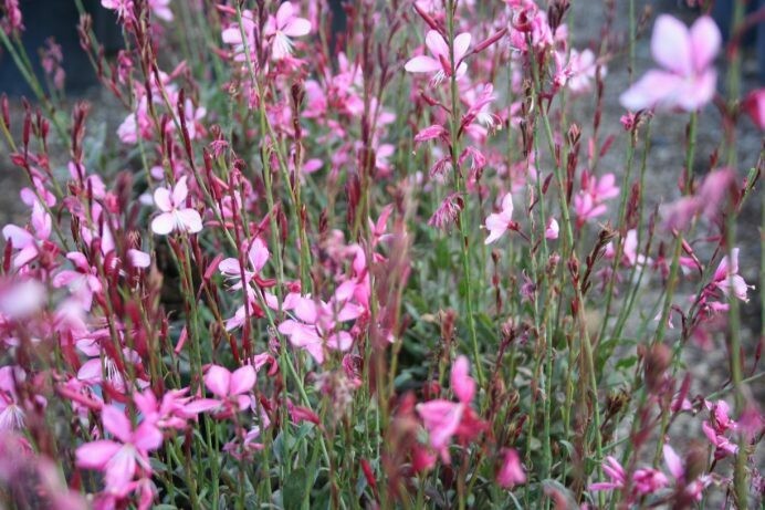 Gaura lindheimeri Pink Blush