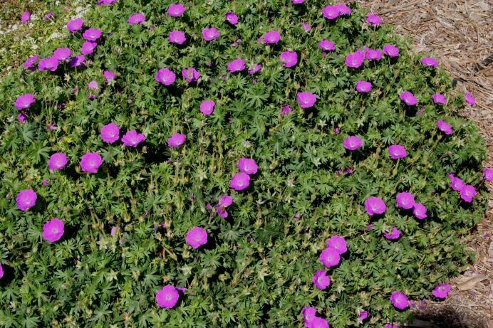 Geranium cantabridgensis ‘West Ray’