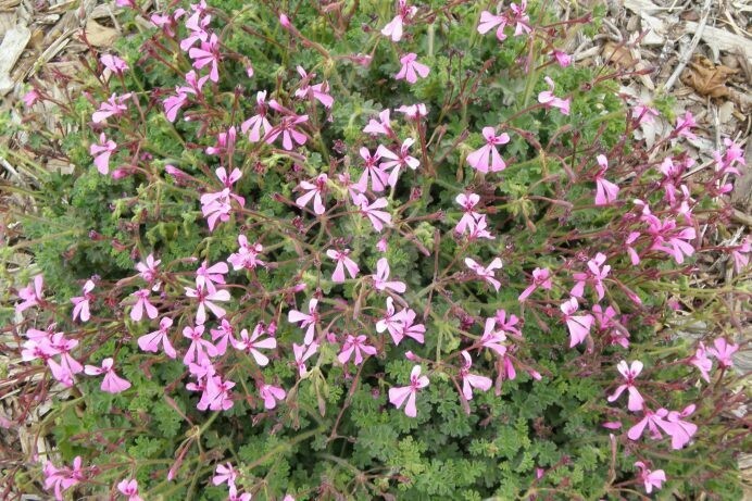 Pelargonium ionidiflorum