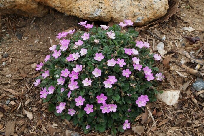 Erodium chamaedryoides