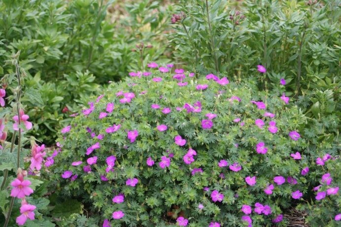 Geranium sanguineum