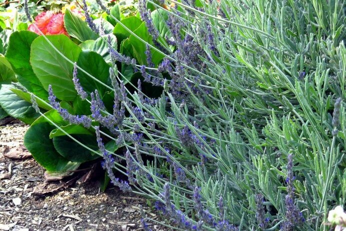 Lavandula dentata