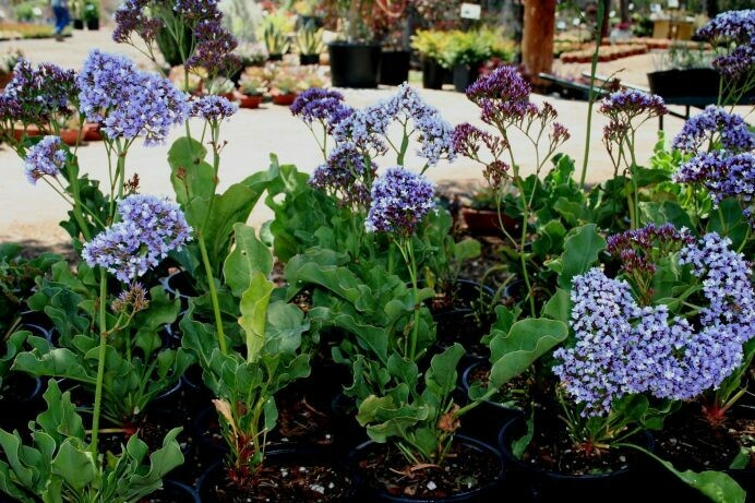 Limonium perezii