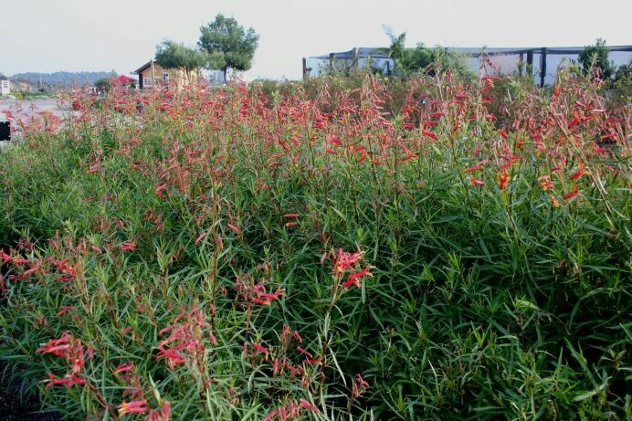 Lobelia laxiflora