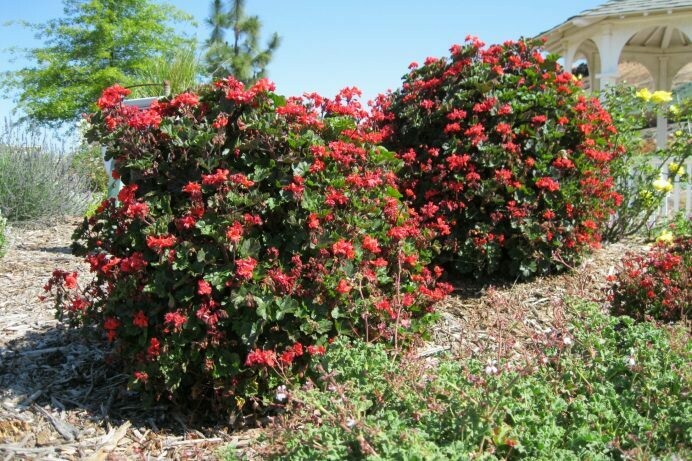 Pelargonium ‘Red Dancer’