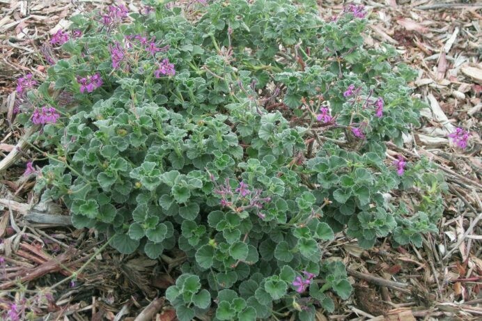 Pelargonium reniforme