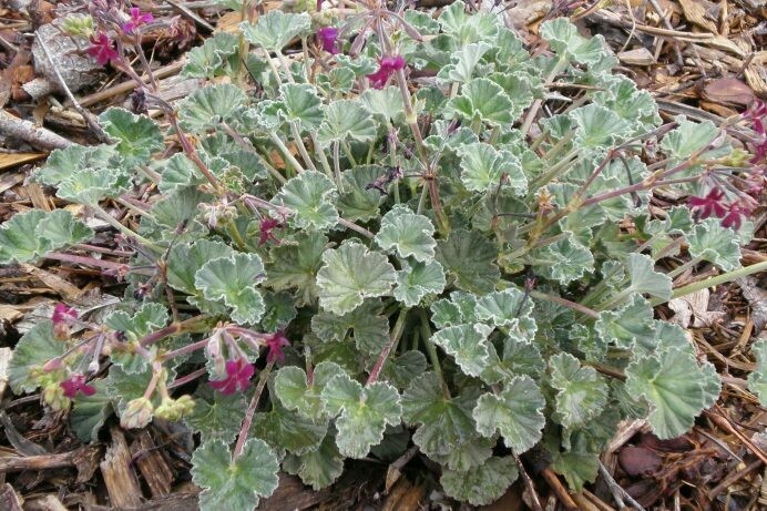 Pelargonium sidioides