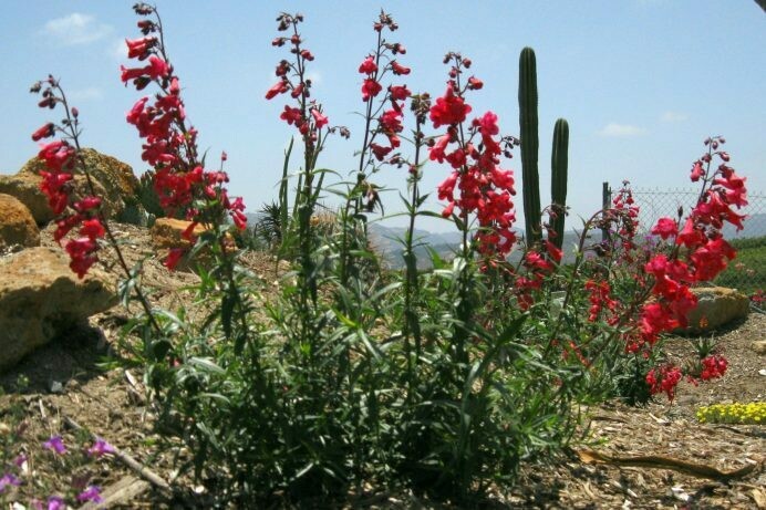 Penstemon hyb.