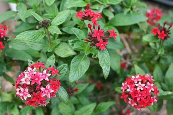 Pentas lanceolata