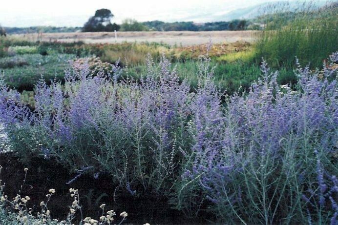 Perovskia atriplicifolia