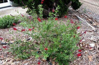 Salvia greggii ‘Red Crayon Sage’