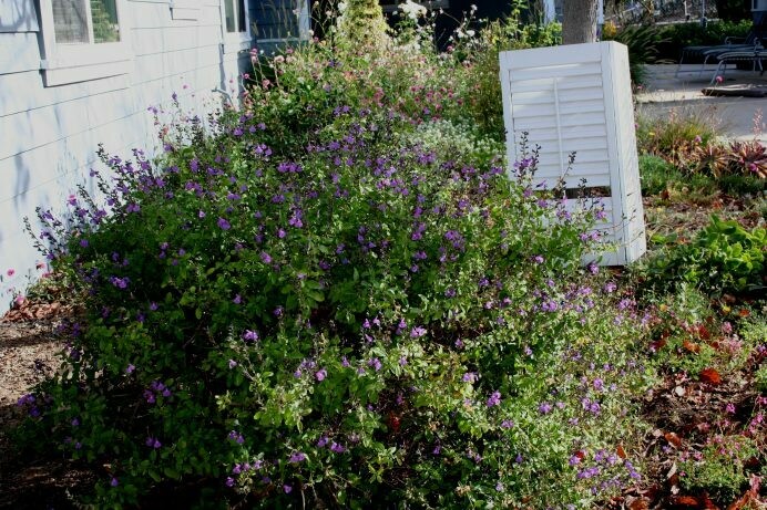 Salvia greggii hybrid ‘Concord Grape Crayon Sage’