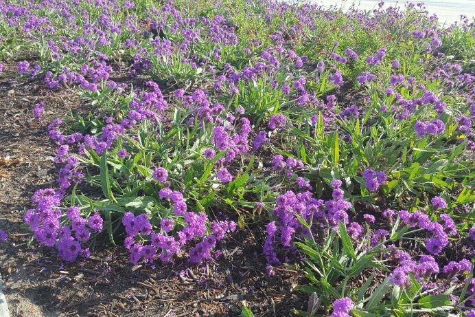 Verbena rigida