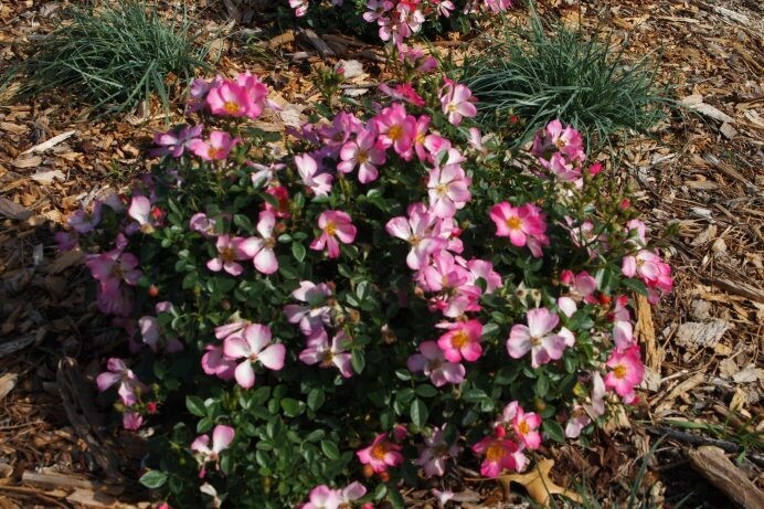 Rosa ‘Astra’