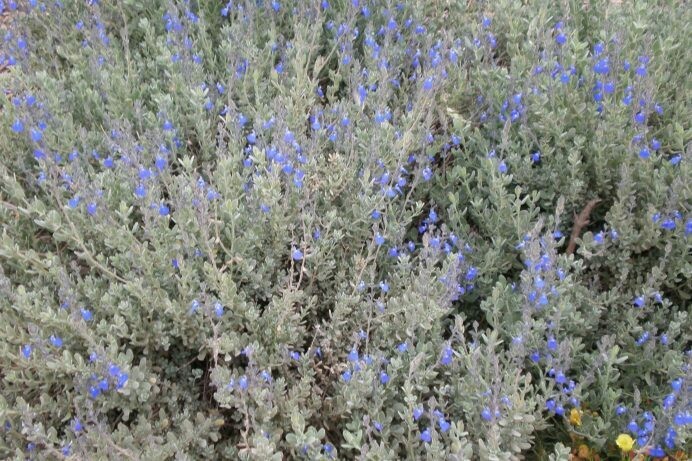 Salvia chamaedryoides