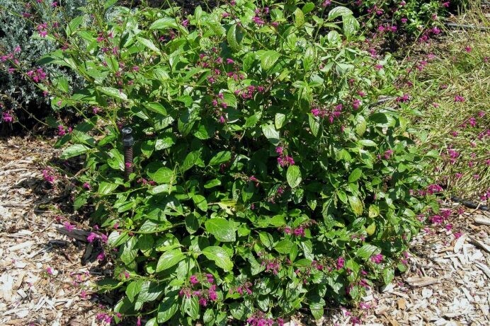 Salvia chiapensis