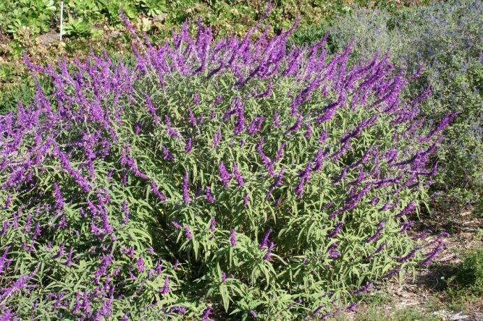 Salvia leucantha