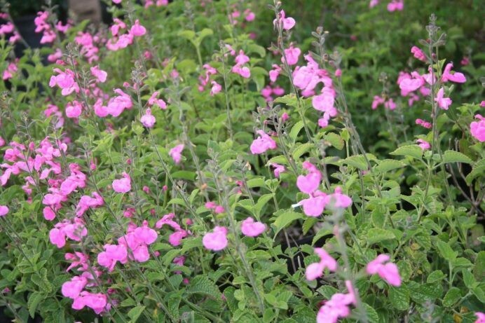 Salvia microphylla ‘Big Pink’