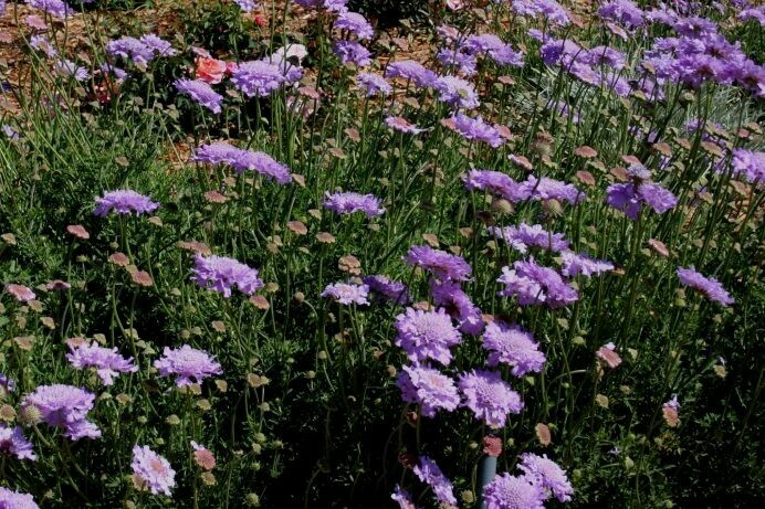 Scabiosa columbaria