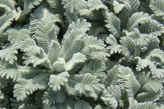 Tanacetum densum variety amanum