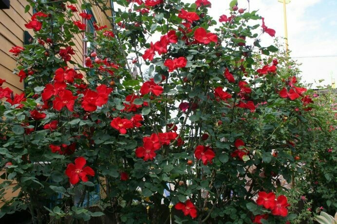 Rosa ‘Altissimo’ climber