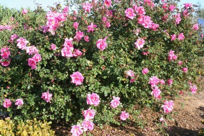 Rosa ‘Carefree Beauty’